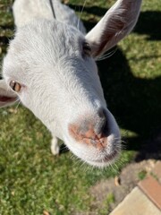 Fototapeta premium portrait of a goat