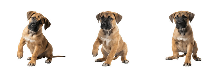 Obraz premium Presa Canario puppy isolated on white background, Canary Mastiff Puppy, プレサ・カナリオ, Presa Canario Breed Puppy, Presa Guardian Puppy, Presa Canario Working Puppy