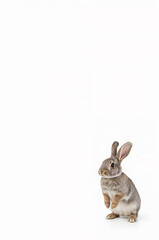 Obraz premium 縦画像向けのかわいい動物、白背景に立つグレーの子うさぎ全身を明るい雰囲気で表現.生成AI