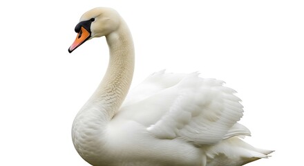 Obraz premium Elegant white swan with its distinctive orange beak and black markings, captured in a studio portrait against a clean white background, highlighting its graceful neck and detailed plumage