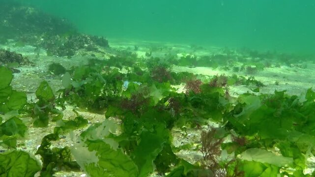 Green algae Ulva and Cladophora on the sandy seabed in the Black Sea