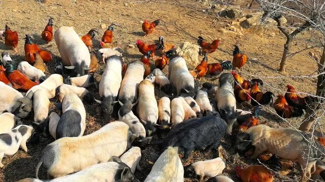 Close-Up of Natural Feeding Behavior, Reflecting Healthy and Free Rural Lifestyle, China