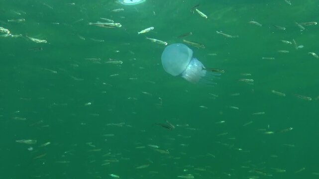 Jellyfish Rhizostoma pulmo (barrel jellyfish, Rhizostomidae) swimming among a school of Atherina pontica in the blue water column, Black Sea