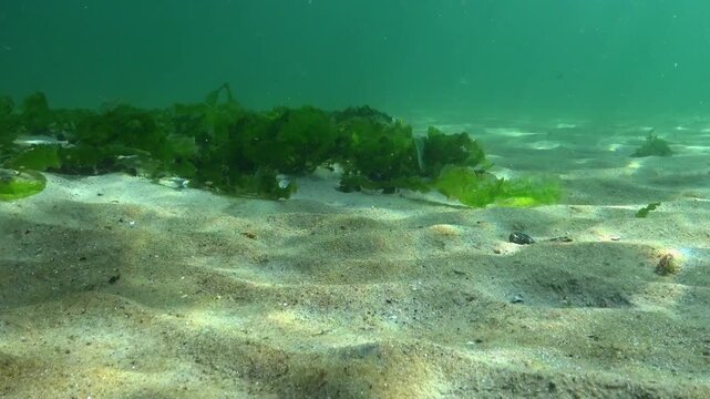 Sun rays on the seabed and green algae Ulva on the sandy sea bottom in the Black Sea