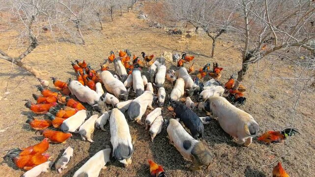 Vibrant Life in Countryside: Mixed Livestock Eagerly Feeding, Showcasing Natural Behavior