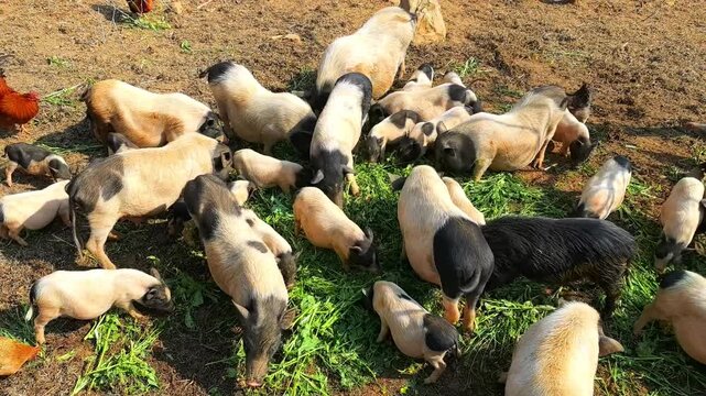Free-Range Livestock in an Orchard: Pigs and Chickens Enjoying Natural Habitat, Real Shot