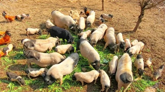 Idyllic Countryside Scene: Pigs and Chickens Foraging Under Blossoming Fruit Trees