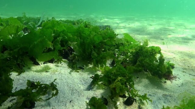 Green algae Ulva and Cladophora on the sandy seabed in the Black Sea