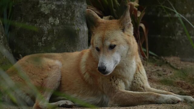 Dingo (Canis lupus dingo) wild dog in Australia. Resting in the rainforest as a spring rainstorm approaches. Slow motion, 25 percent natural speed.