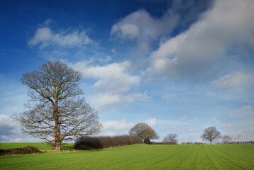 Hedgerow Oak tree during Winter on English Farmland