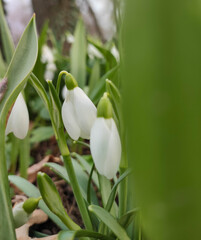 Snowdrop flowers growing in natural forest setting. White early spring blooms with green stems and leaves. First signs of spring