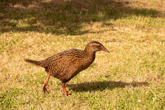 An adult weka (gallirallus australis) walking on a grassy field.  Wekas are flightless birds in the rail family. South Island, New Zealand.