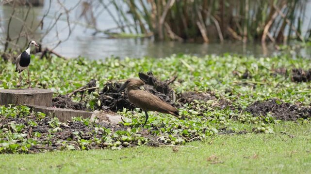 Long-toed lapwing and hamerkop foraging among floating vegetation at Lake Naivasha wetlands in Kenya