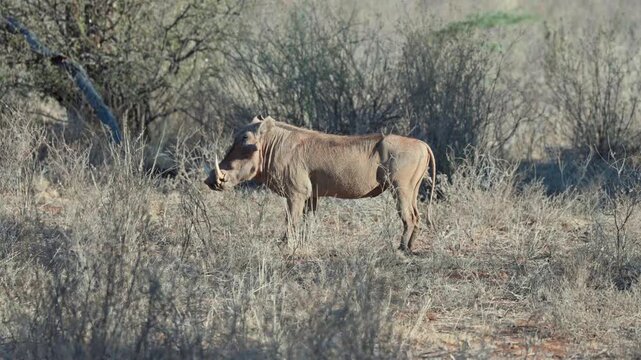 A common warthog stands alert in dry savanna scrubland in Samburu Kenya surrounded by thorny bushes and pale grasses under clear daylight