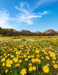 Fototapeta premium Vibrant Field of Yellow Flowers Under a Bright Blue Sky with Distant Mountains.
