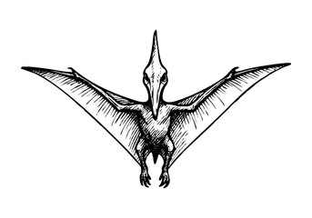 Pterodactyl hand drawn simple sketch vector illustration © Shutoda