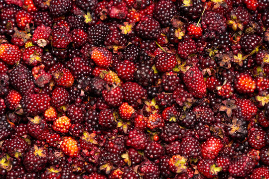 Blackberries at various stages of ripeness in a traditional Colombian market, highlighting their freshness, artisanal harvesting, and agricultural richness.