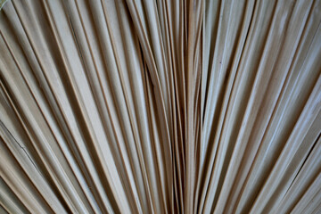 Obraz premium Textured Palm Frond Background with Natural Lines