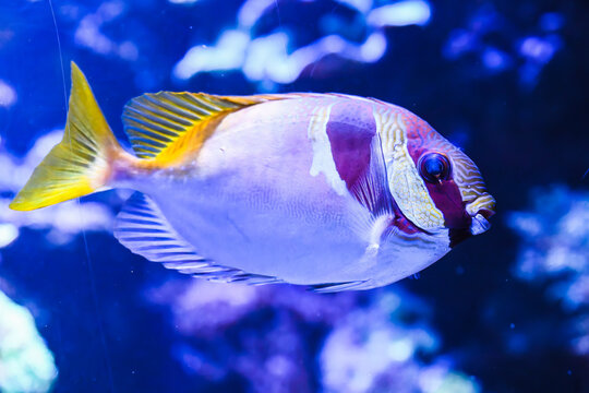 Exotic double barred rabbitfish swimming underwater in aquarium reef. Siganus virgatus species with elegant shape and vivid colors.