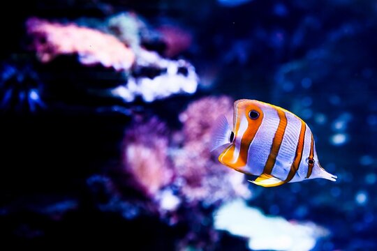 Copperband butterflyfish swimming in marine aquarium with dark blue background. Chaetodon rostratus reef fish with long snout and clear copy space.