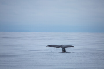 Naklejka premium Sperm whale tail appearing during the dive in the arctic waters