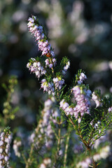 Ladybug feeding and pollinating a winter blooming pastel pink heather plant, flowers blooming on a cold sunny day with frost crystals, beautiful seasonal nature background in pink and green
