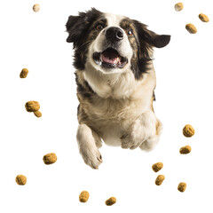 A dog jumping with scattered kibble around it.