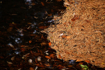 池に浮かぶ松の落ち葉