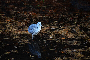 落ち葉が浮かぶ池のアオサギ