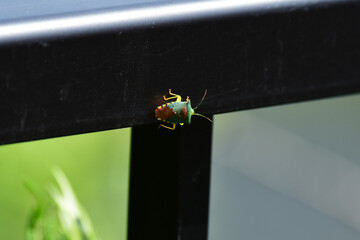 フェンスに止まったセアカツノカメムシ