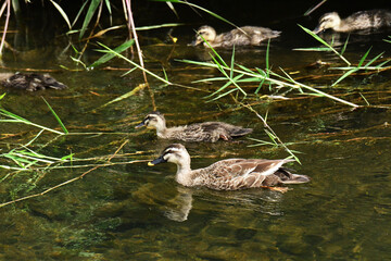 川岸に浮かぶ少し成長したカルガモの親子