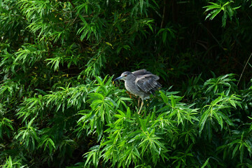 羽を広げようとするゴイサギ