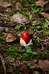 夏の森の赤いタマゴタケ