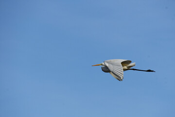 低く飛ぶ秋のダイサギ