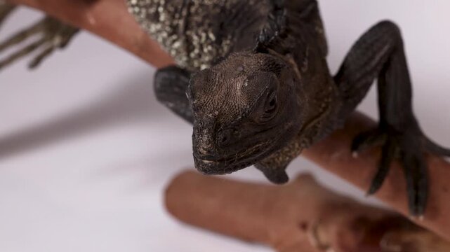 Close Up of a Black Sailfin Lizard Perched on a Branch