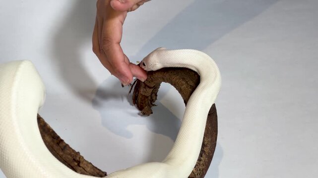 Leucistic Ball Python Slithering on Wood Branch with Human Interaction