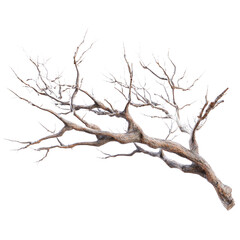 A bare, leafless tree branch
