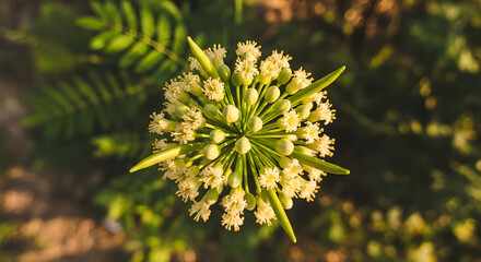 Yellow Flower Cluster with Green Leaves in Natural Sunlight for Botanical and Gardening Content