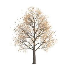 Obraz premium Elegant autumn tree standing alone in mist.