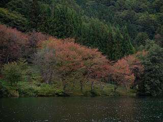 Fototapeta premium 紅葉の樹々 秋の風景 スナップショット