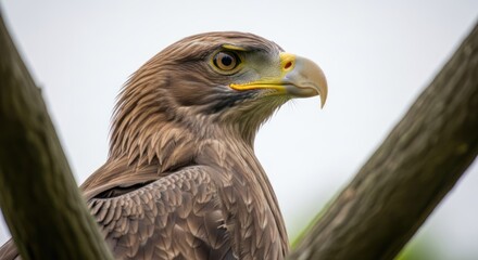 Obraz premium A close-up of a bird of prey perched on a branch, with a blurred background suggesting a natural habitat.