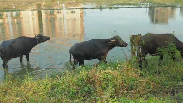 Group of buffaloes slowly walking through water after watering, peaceful rural countryside moment.