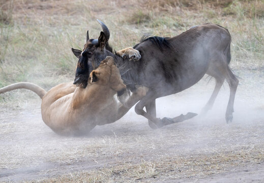 African lioness (Panthera leo) hunting and killing a blue wildebeest (Connochaetes taurinus), Maasai Mara National Reserve, Kenya