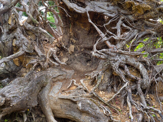 Intricate weathered tree roots exposed in dry earth and rocks