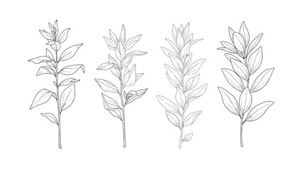Fototapeta premium Botanical illustration featuring four delicate plant stems with elongated pointed leaves high quality