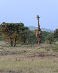 Fototapeta premium Maasai giraffe (Giraffa camelopardalis tippelskirchi) in Maasai Mara