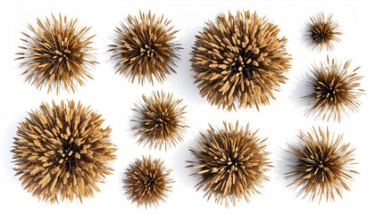 Obraz premium Overhead view of stylized, spherical dry wheat