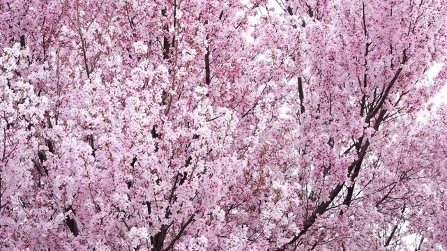 満開の桜