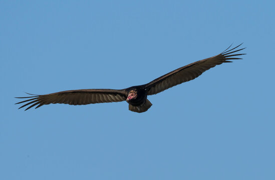 Turkey vulture (Cathartes aura) soaring in blue sky with spread wings, close up