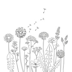Obraz premium Delicate botanical illustration featuring various wildflowers and dandelions releasing seeds high quality professional